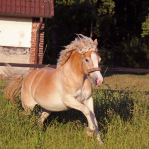 Webinar „Gesundheit auf der Waage: Effektive Gewichtsregulierung bei Pferden“ – 02.10.2024